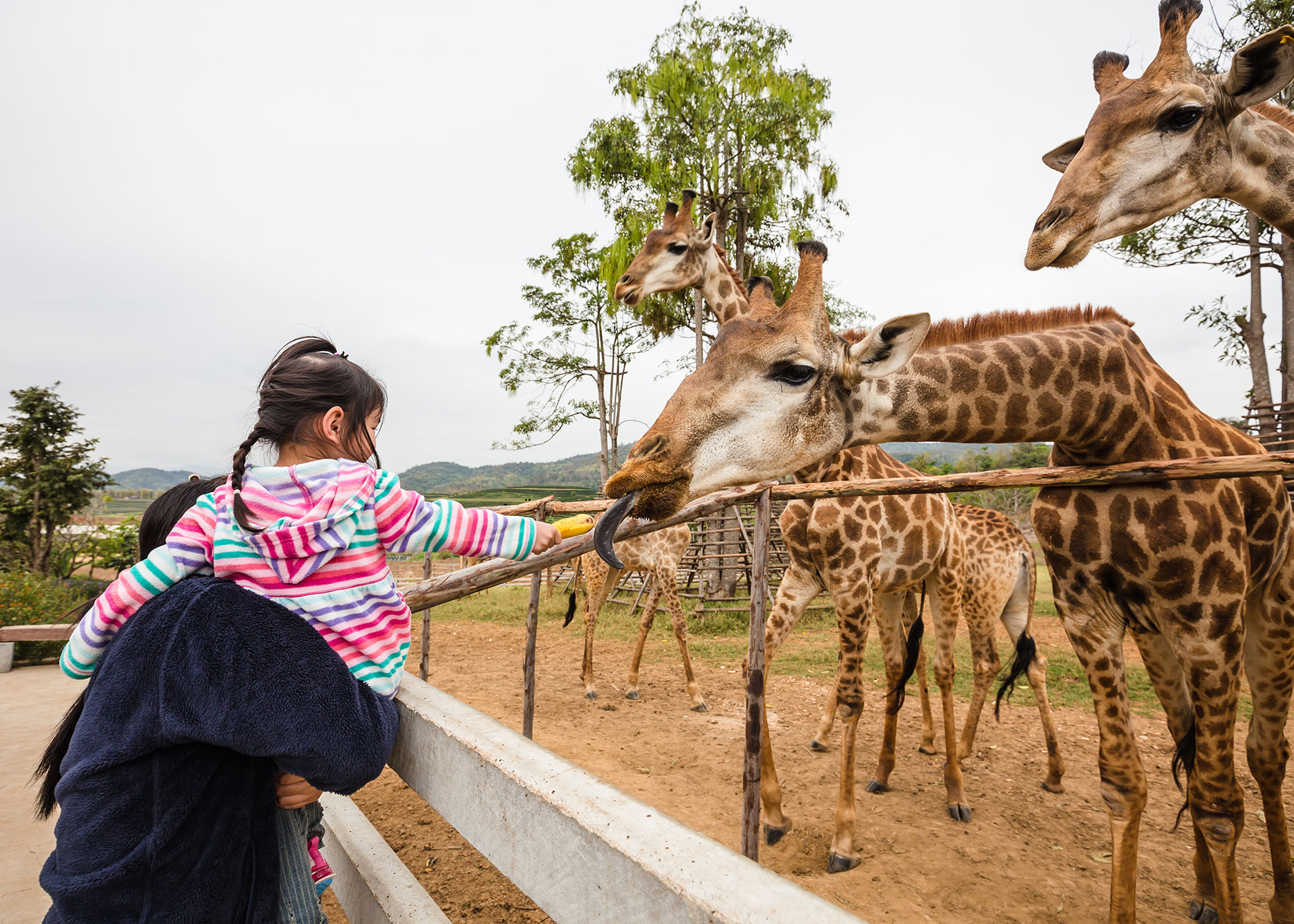 zoo visitors